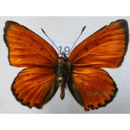Lycaena virgaureae (Linnaeus, 1758) male Czerwończyk dukacik Czech19